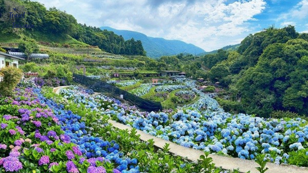 Mùa hoa cẩm tú cầu đa sắc trên núi Dương Minh