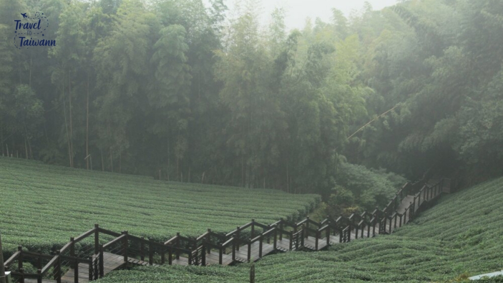 Alishan có điều kiện thời tiết và thổ nhưỡng lý tưởng cho các loại trà ngon